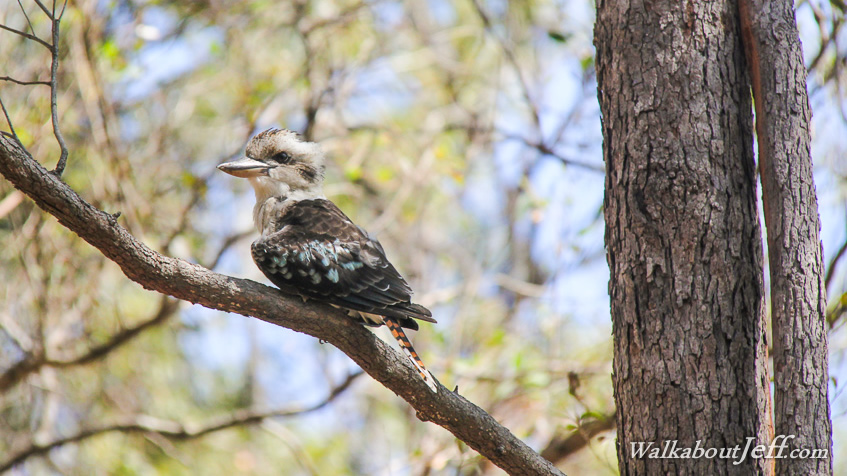 Kookaburra