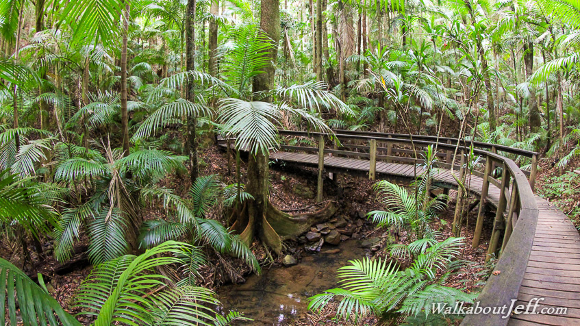 Rainforest palm trees