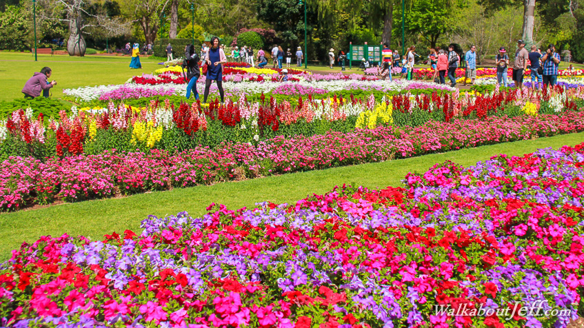 Carnival of flowers