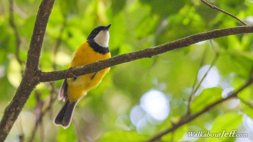 Rainforest birds