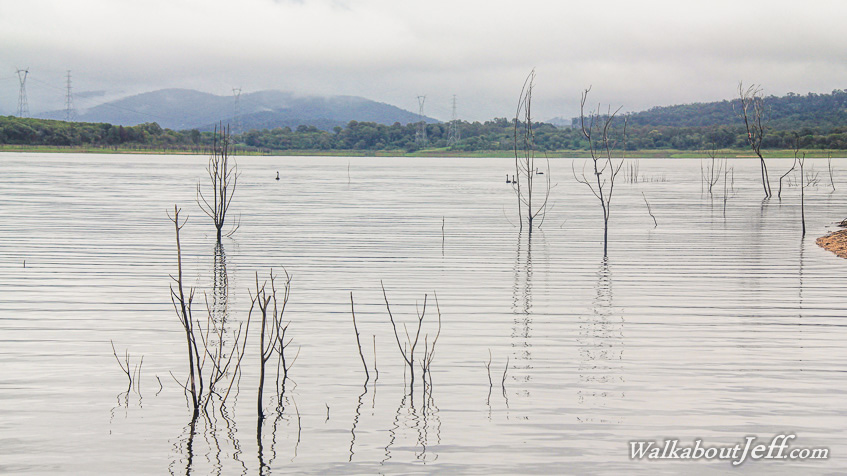 Grey clouds over the drowned forest