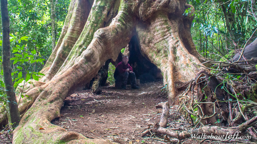 The wishing tree