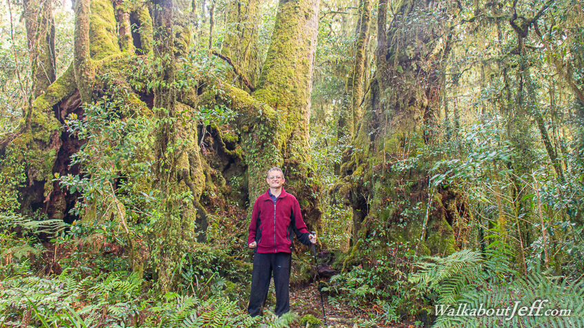 Antarctic beech