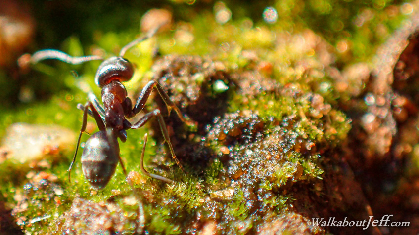 Following the Ant