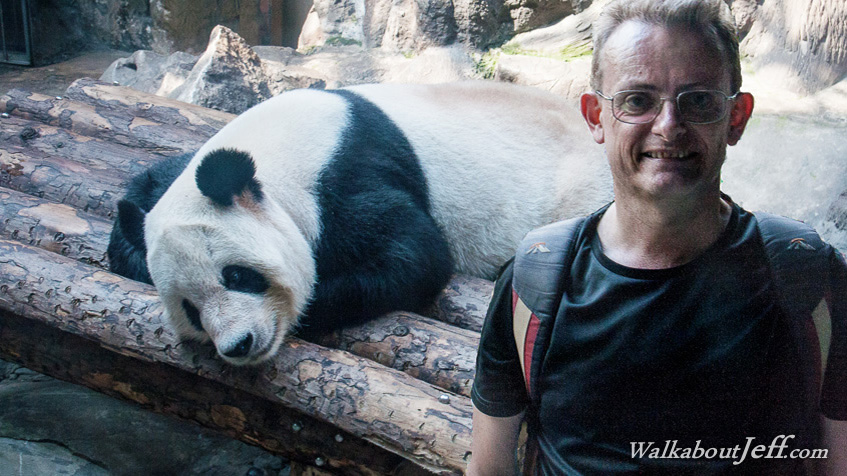 Giant panda