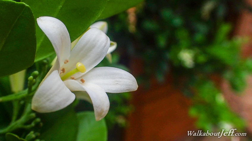 Macro flash test