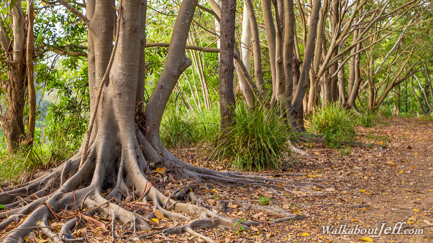 Row of fig trees