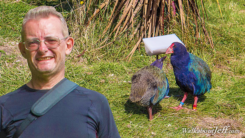 Takahe