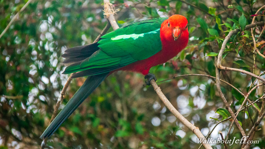 O'Reillys to Binna Burra