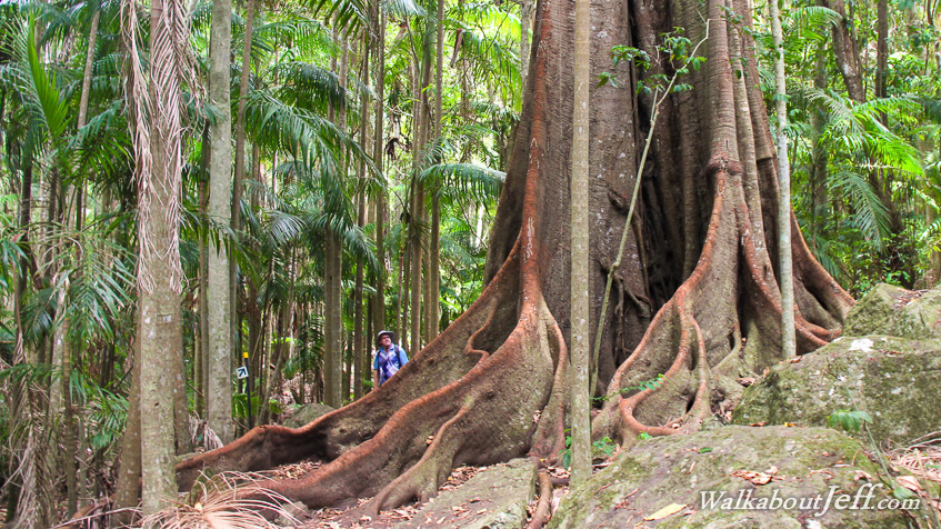 Tamborine Mountain 