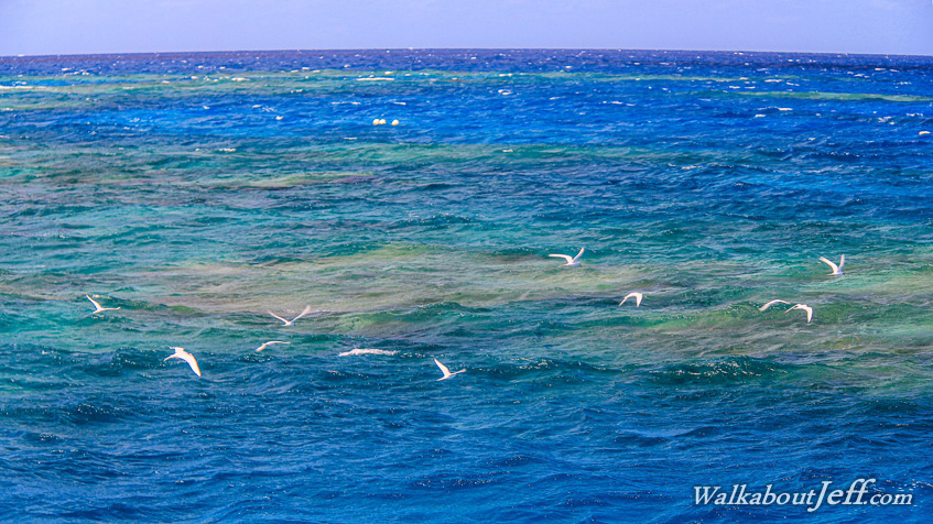 Great Barrier Reef 