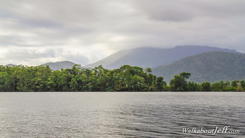 The Daintree 
