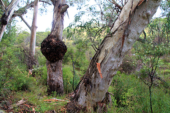 Mountain gum trees