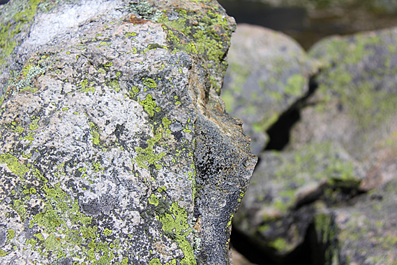 Moss covered rock at the lookout