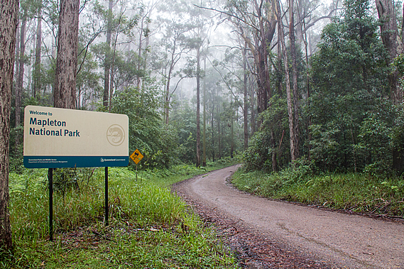 Misty park entrance