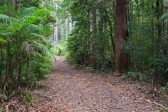 Leafy Lane