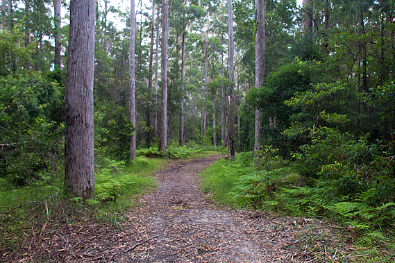 Leafy Lane