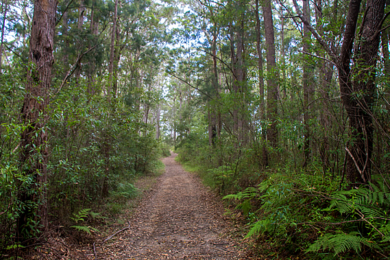 Leafy Lane