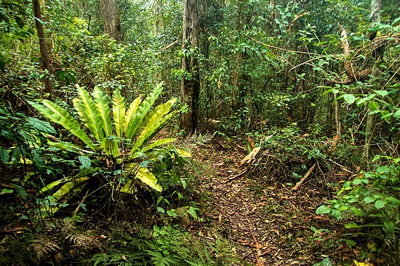 Dense forest