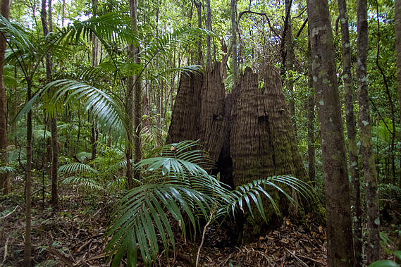 Tree stump with notches