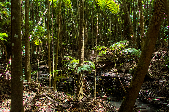 Gheerulla Creek