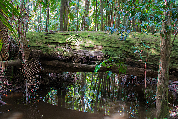 Gheerulla Stream