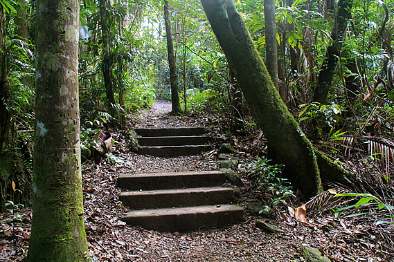 Steps on the circuit