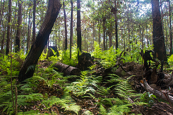 Bracken near the top of the ridge