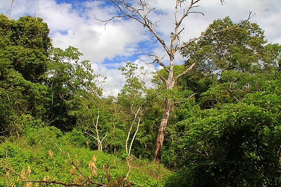 Clearing at the creek junction