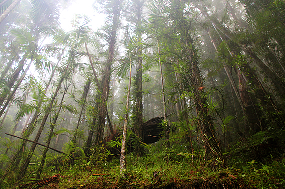 Misty forest