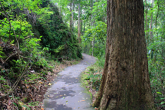 Track to Picnic Creek