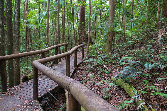 Boardwalk through the forest