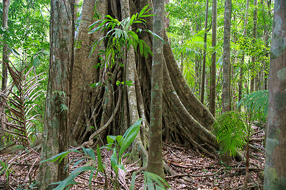 Rainforest at bottom of gorge