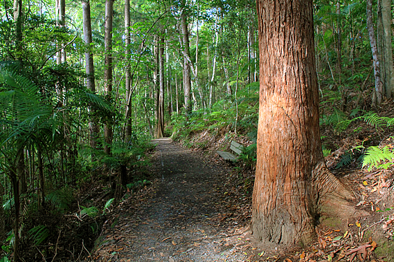 Track to the lookout