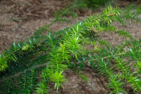 Bunya Pine