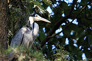 Bird in a tree at the school entrance