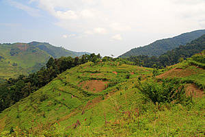 Pygmy village at the edge of the Congo