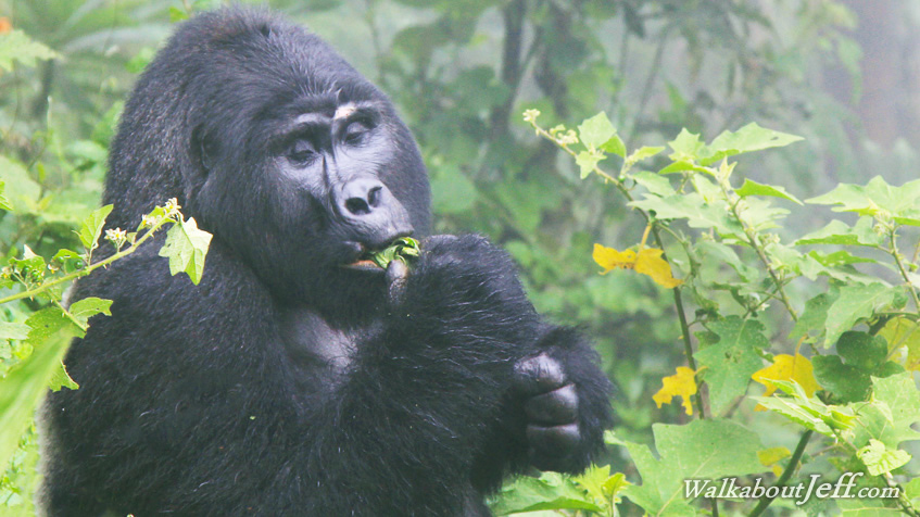 Gorillas in the mist
