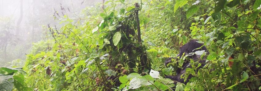 Bwindi Gorilla Trek