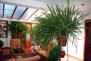 Fern in hotel