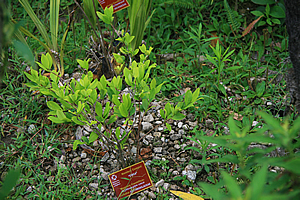 Coca plant 