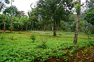 Crops