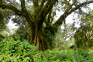 Ancient tree