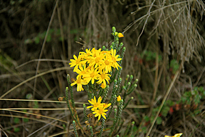 Flowers on the heathland