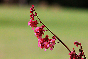 Flower at the hotel 