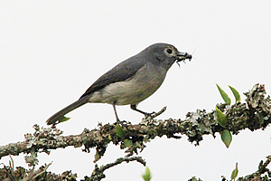 Bird at the hotel 