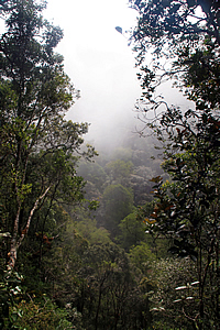 Cloud forest