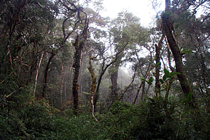 Remnant of Gondwanaland